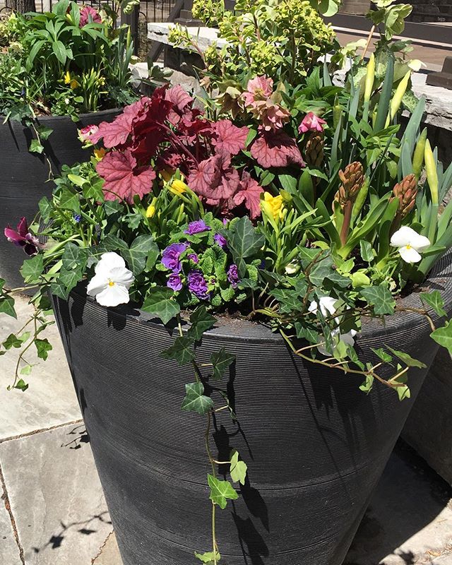 Our district is nearly in full bloom. It seems like nature woke up overnight! 
FINALLY, we see some vibrant colours outside as in our beautifully delicious crêpes!!! #tomato #tomate #tomatoes #strawberries #babyspinach #annex #toronto